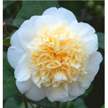 KAMELIA CAMELLIA biało żółta - sadzonki 50 / 80 cm